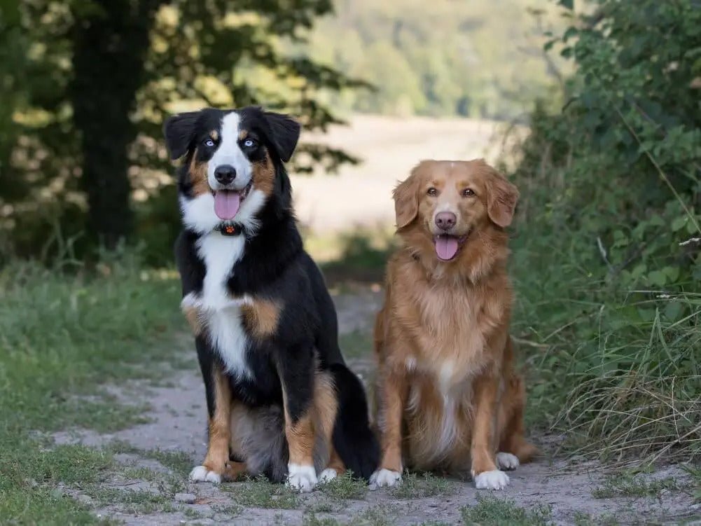 Why New Zealand Has the Best Food Standards in the World - Safety, Quality & Sustainability - Addiction Pet Australia