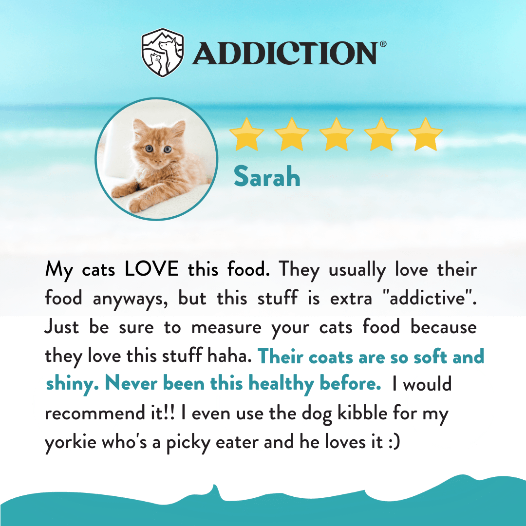 Salmon Bleu Dry Cat Food 1.8kg, 4.5kg - Dry Cat Food - Addiction Pet Australia